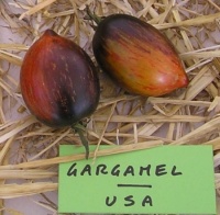 Gargamel-1.jpg