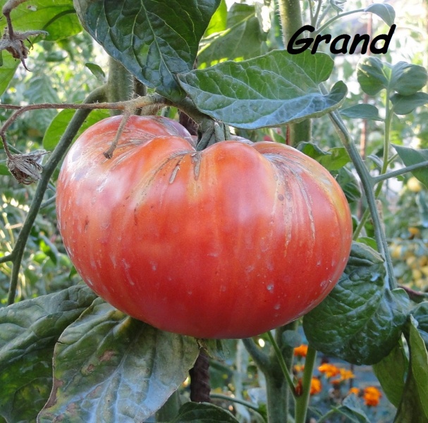 Fichier:German queen.jpg