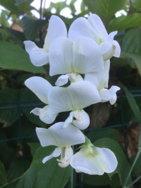 Fichier:Gesse à larges feuilles-1.jpg