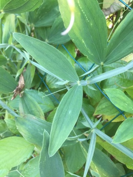 Fichier:Gesse à larges feuilles-2.jpg