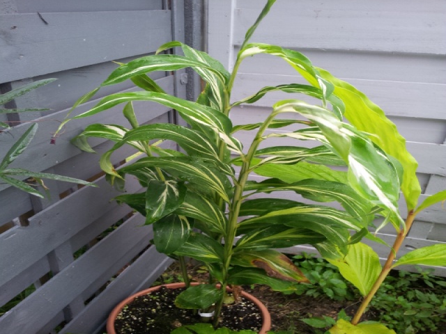 Fichier:Gingembre mioga.jpg