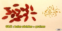 Goji-1.jpg