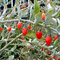 Goji.jpg