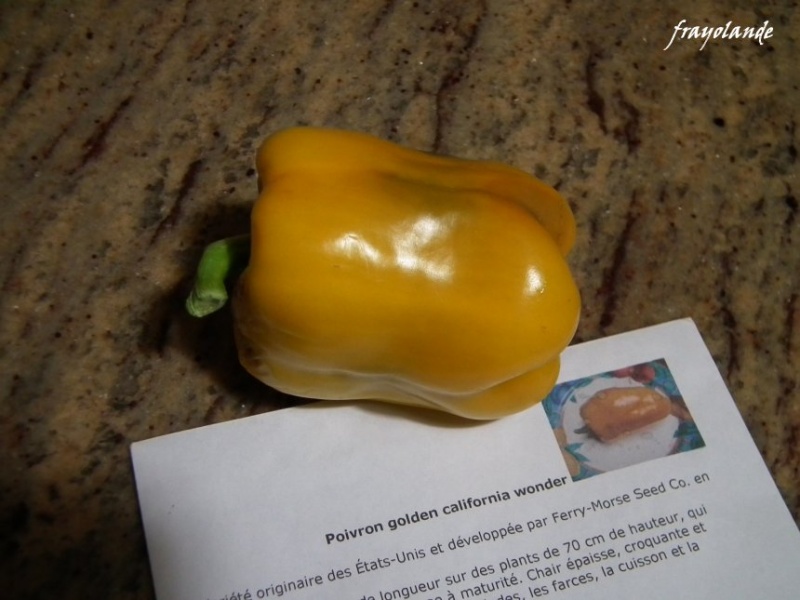 Fichier:Golden California Wonder-2.jpg