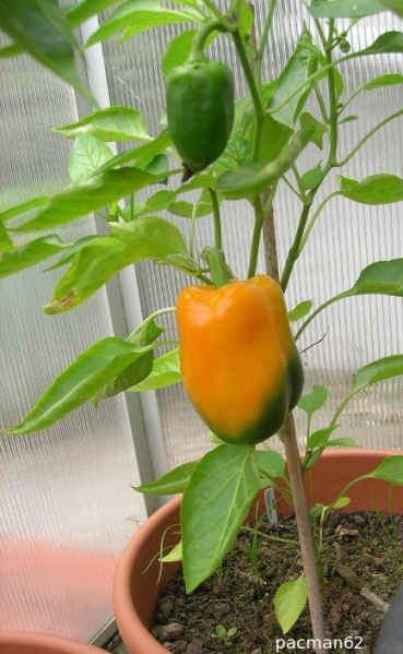 Fichier:Golden California Wonder.jpg