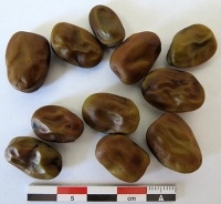 Gourgane Crimson Flowered.jpg