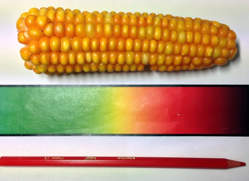 Fichier:Grand roux Basque.jpg