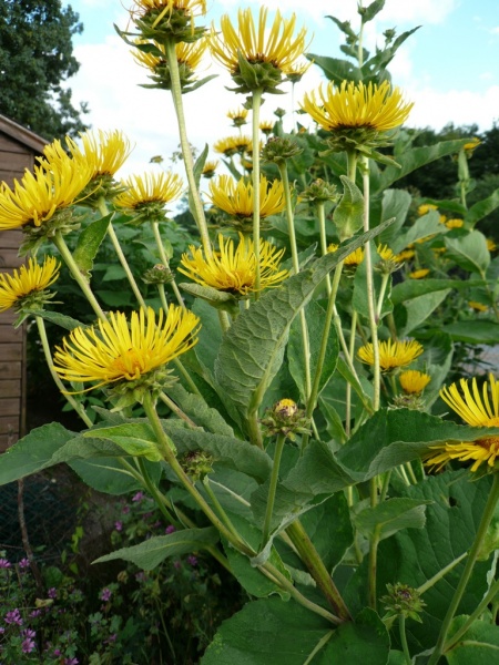 Fichier:Grande aunée-1.jpg