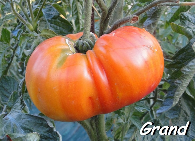 Fichier:Grandma's Viney Yellow and Pink.jpg