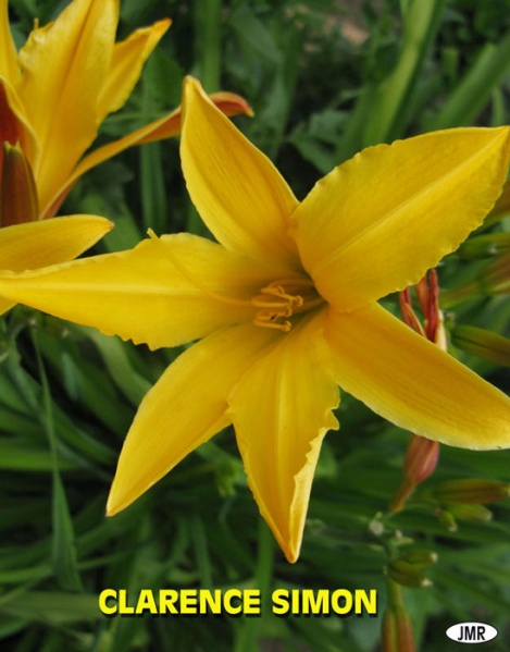 Fichier:Hémérocalle 'Clarence Simon'.jpg