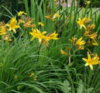 Hémérocalle Flava.jpg