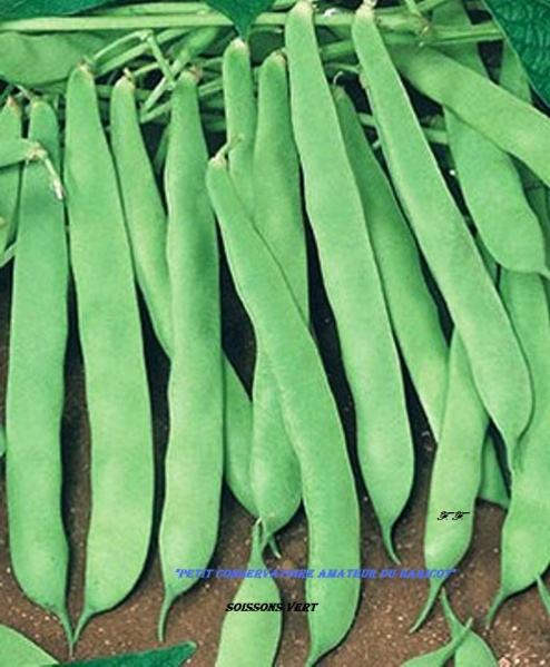 Fichier:HARICOT A ECOSSER Soissons vert-1.jpg