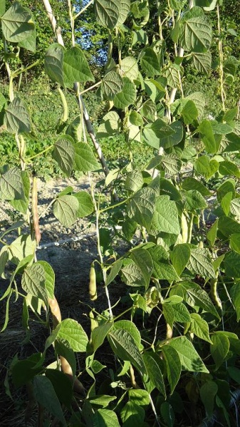 Fichier:HARICOT A ECOSSER marie louise-2.jpg