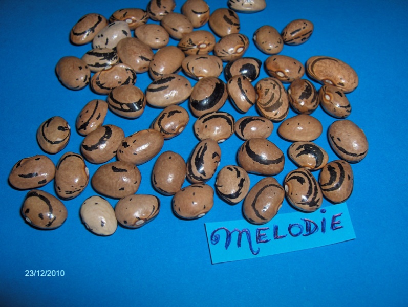 Fichier:HARICOT A ECOSSER marie louise.jpg