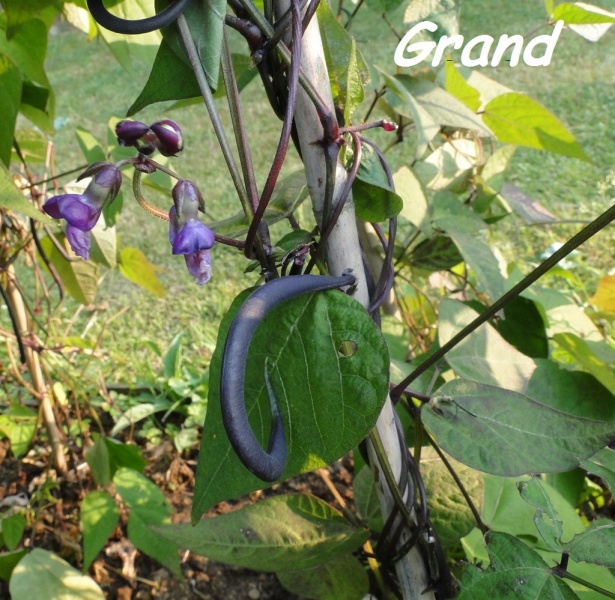 Fichier:HARICOT MANGETOUT melissa-1.jpg