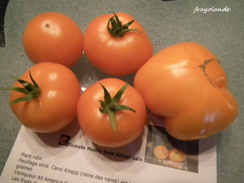 Fichier:HUSKY GLOD SELECT DWARF.jpg