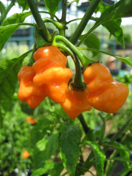Fichier:Habanero Adalberto.jpg