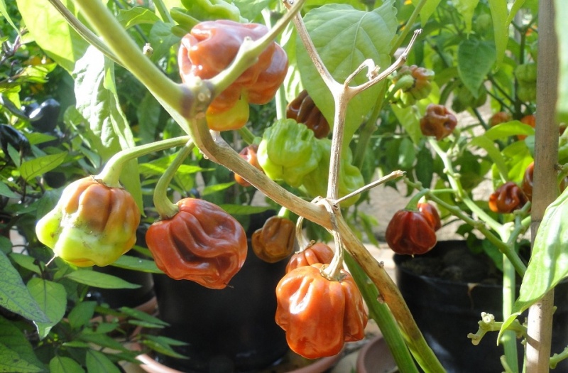 Fichier:Habanero Cappuccino-1.jpg