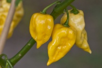 Habanero Hot Lemon-1.jpg