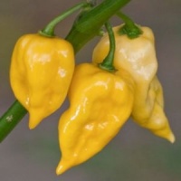 Habanero Hot Lemon-2.jpg