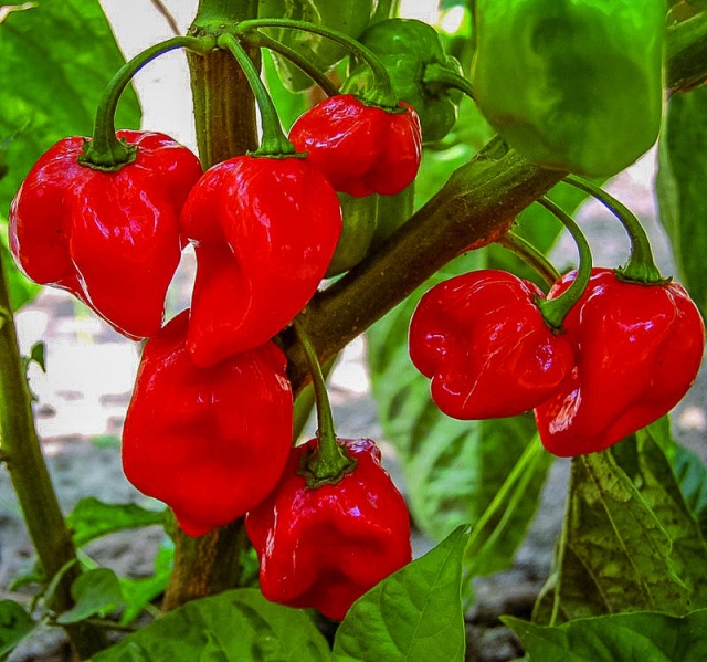 Fichier:Habanero caribbean red-1.jpg