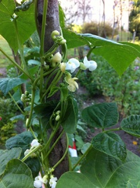 Haricot à rames Prudhomme-1.jpg