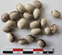 Haricot Mangetout Petit Gris.jpg