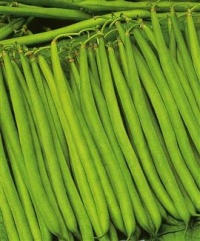 Haricot Sonate-1.jpg