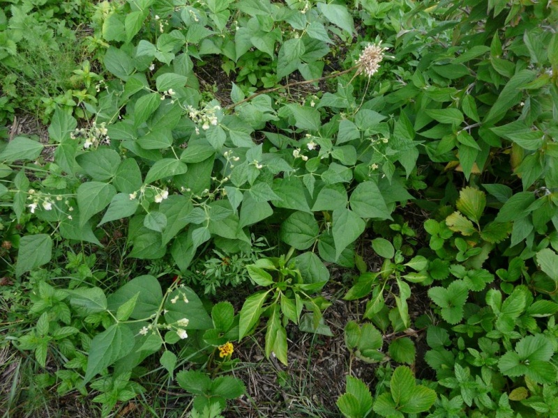 Fichier:Haricot fin de bagnols.JPG