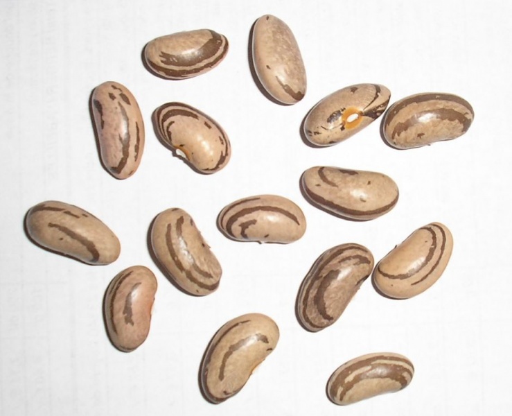 Fichier:Haricot plat mangetout à rames.jpg