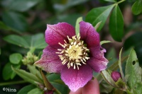 Hellébore d'Orient.jpg