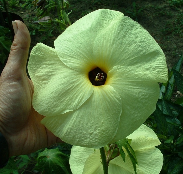 Fichier:Hibiscus manihot.jpg
