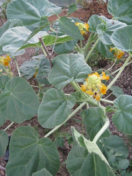 Fichier:Ibicella lutéa-1.jpg