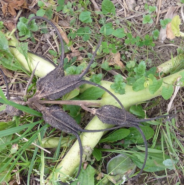 Fichier:Ibicella lutéa-2.jpg