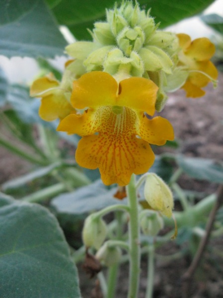 Fichier:Ibicella lutéa.jpg