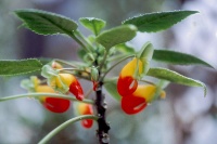 Impatience de Zanzibar.jpg