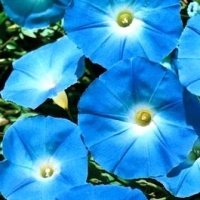 Ipomée bleue à grandes fleurs-1.jpg