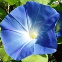 Ipomée bleue à grandes fleurs-2.jpg