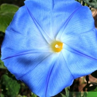 Ipomée bleue à grandes fleurs.jpg