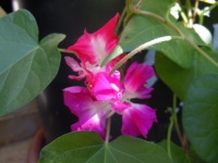 Ipomée sunrise serenada.jpg