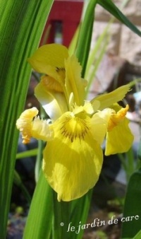 Iris des marais-1.jpg