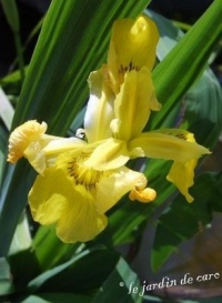 Iris des marais.jpg