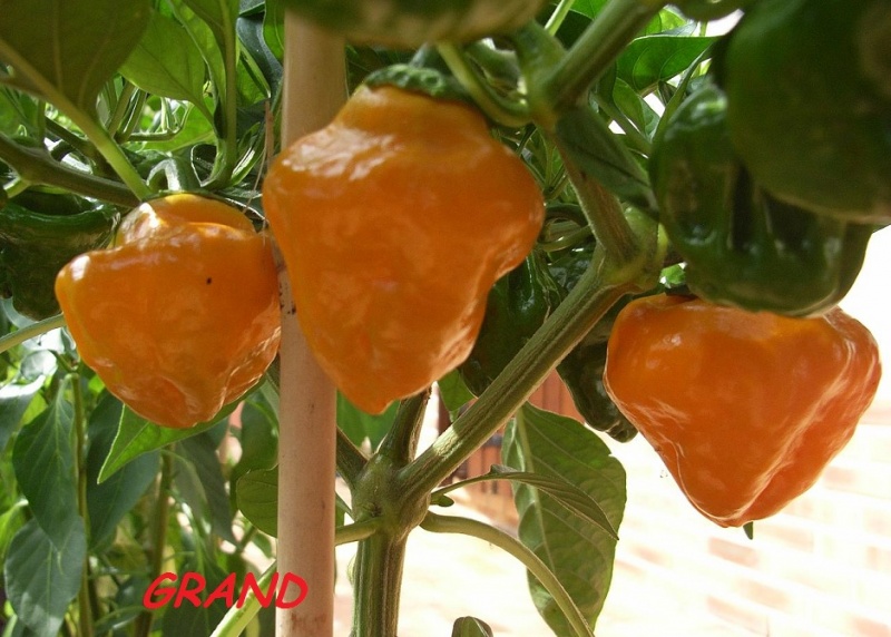 Fichier:Jamaican hot yellow.jpg