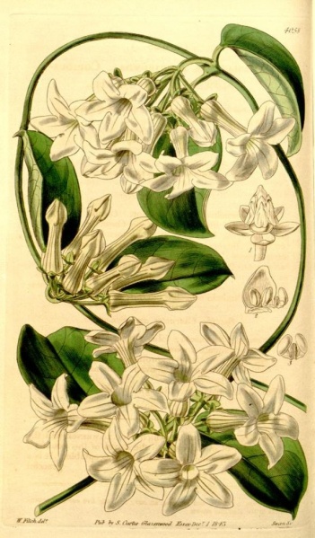 Fichier:Jasmin de madagascar.jpg