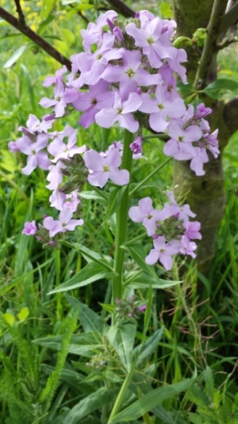 Fichier:Julienne des Dames-2.jpg