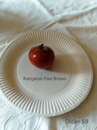 Kangaroo Paw Brown.jpg