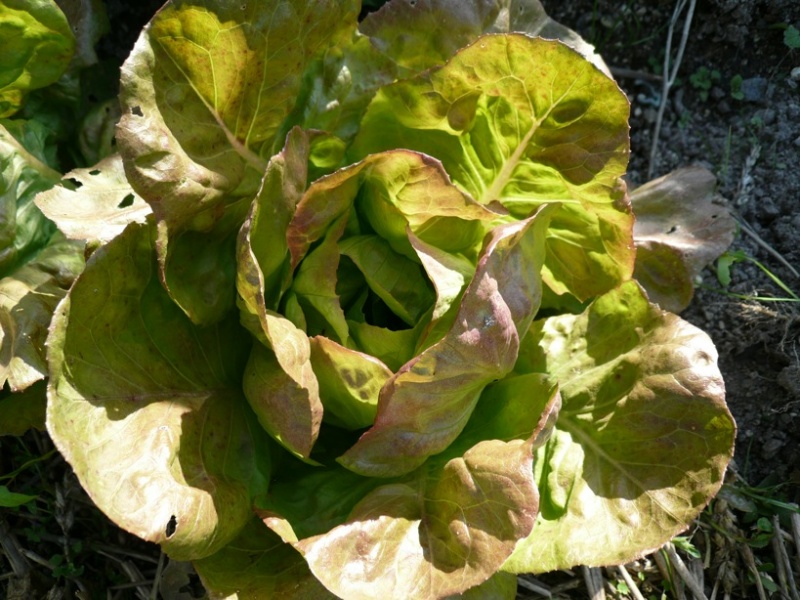 Fichier:Laitue brune percheronne.jpg