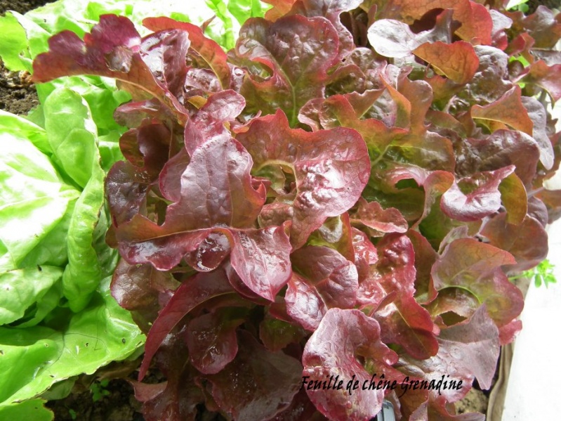 Fichier:Laitue feuille de chêne GRENADINE.jpg