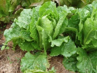 télecharger une photo