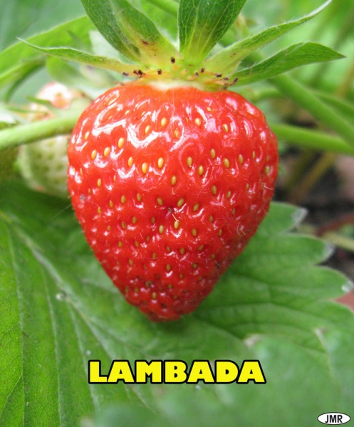 Fichier:Lambada-1.jpg